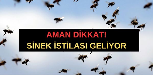 Sinek ısırığı diyip geçmeyin! Sağlığınızdan olabilirsiniz