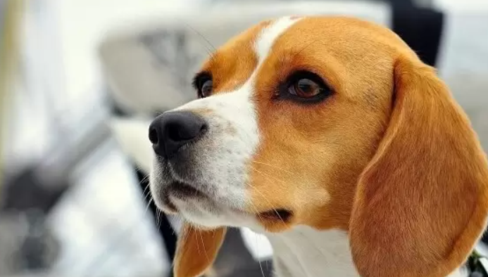 Ankara'da 15 köpek ölü bulundu!