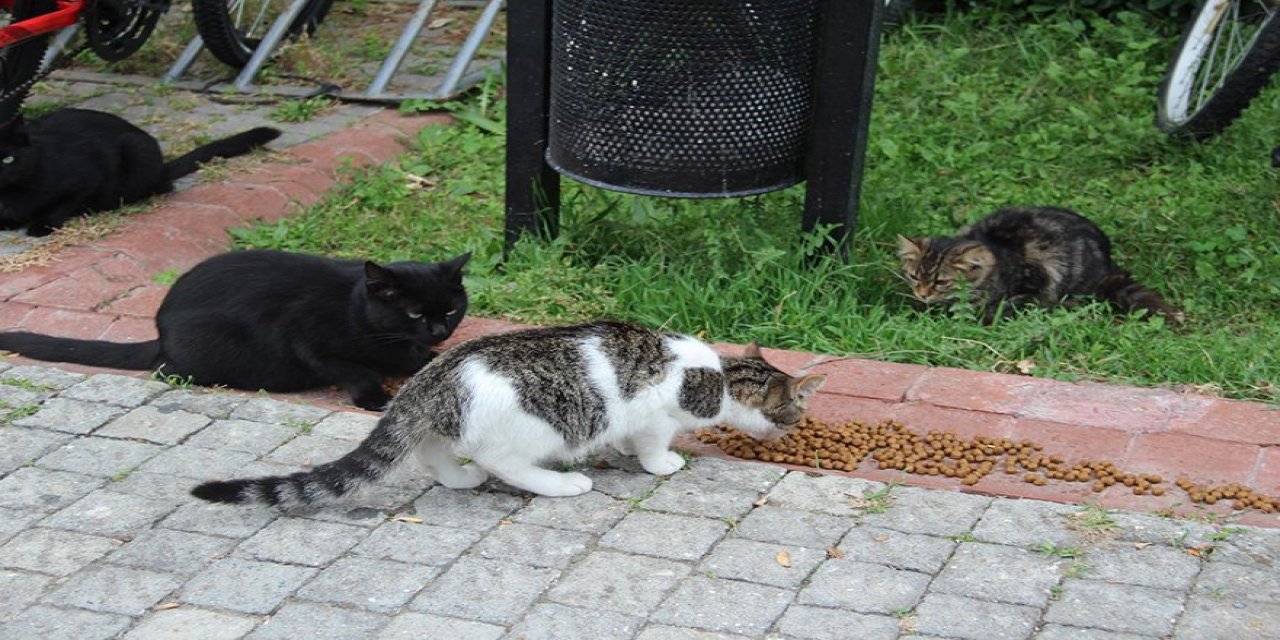 Bu da oldu: Ankara'da kedi savaşları başladı