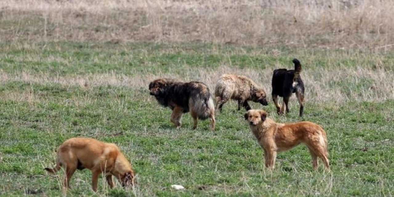 Ankara'da Kaç Başıboş Köpek Olduğu Belli Oldu!