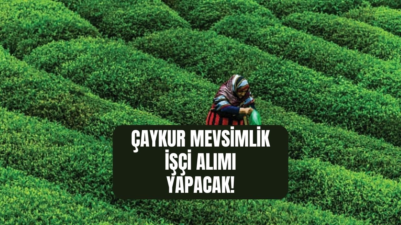 İŞKUR ilanı açtı! Çaykur 1072 mevsimlik işçi alımı yapacak