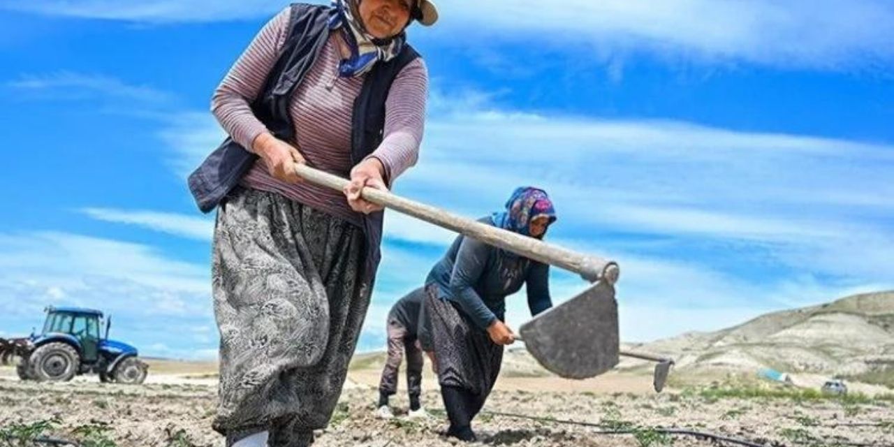 Tarlalardan Zincir Marketlere Ulaşan Başarı! Ayaşlı Kadın Girişimcilerin Ata Tohumlu Domatesleri Zincir Marketlerde Satılacak