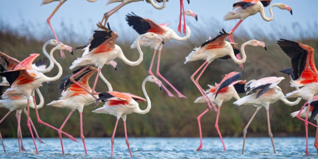 Flamingolar Ankara'da! Beypazarı'nda Kirmir Çayı Kıyısına Flamingolar Geldi